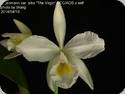 Cattleya jenmanii var. alba